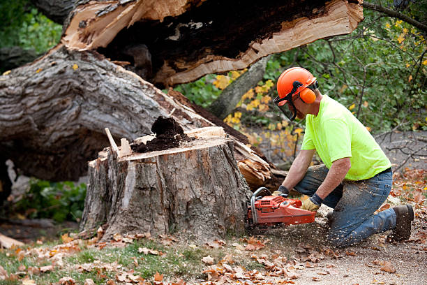 Best Stump Grinding Near Me  in Fairwood, MD